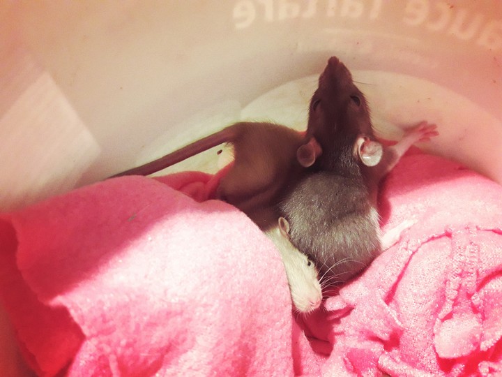 Our new pets!!!