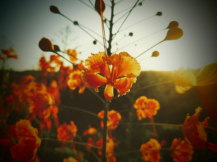 flores