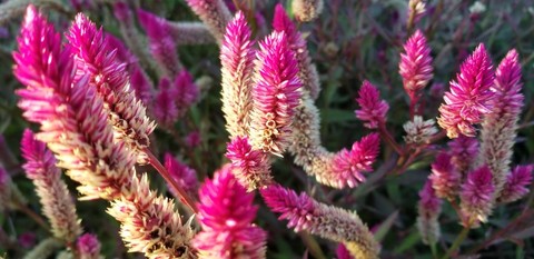 шпалери magenta, plant