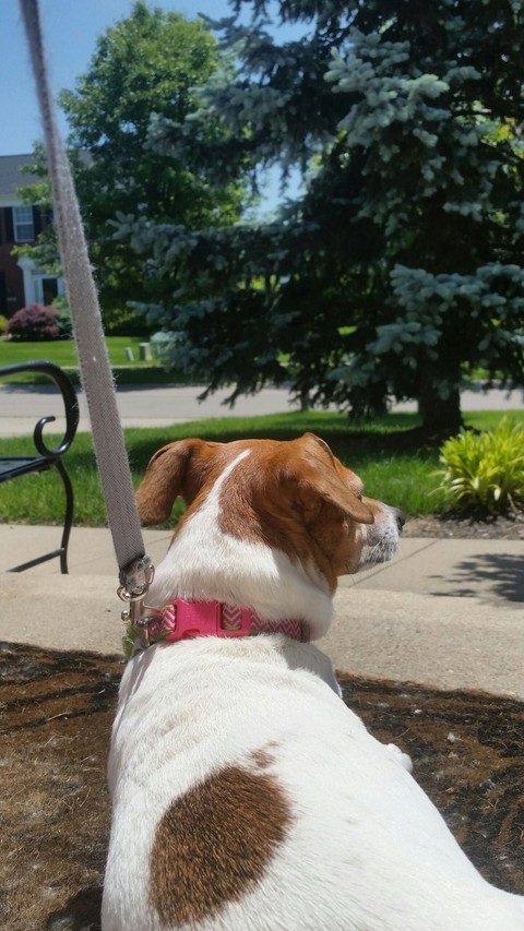 guard dog