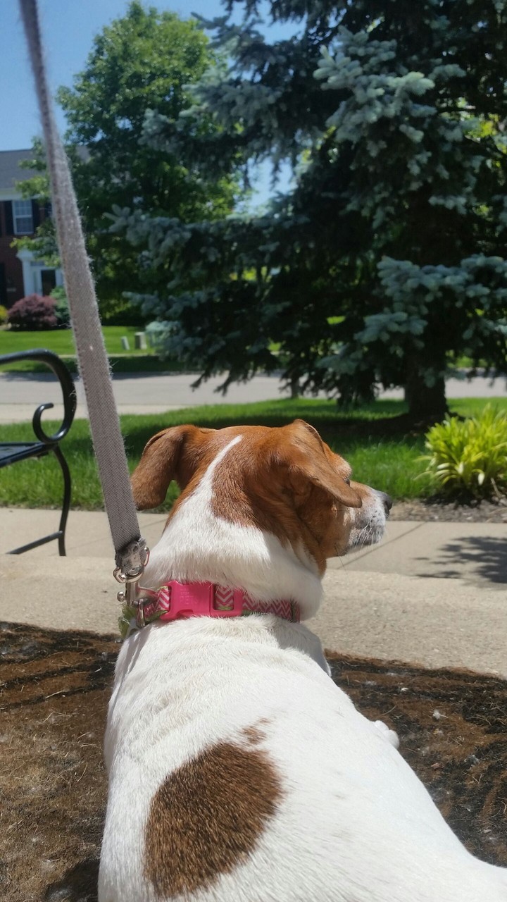 guard dog