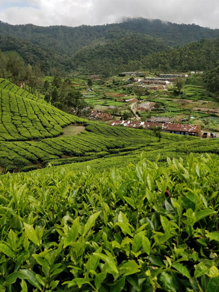 Tea Plantation
