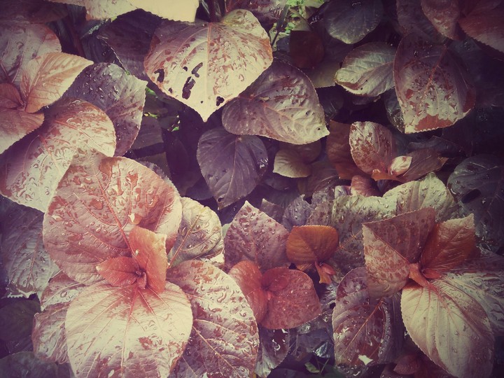 Leaf