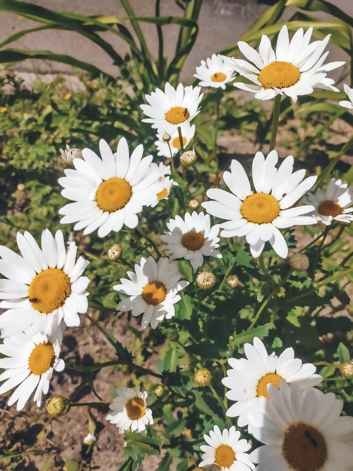 flower