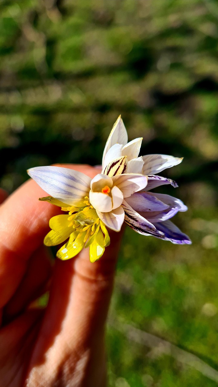 Spring flowers