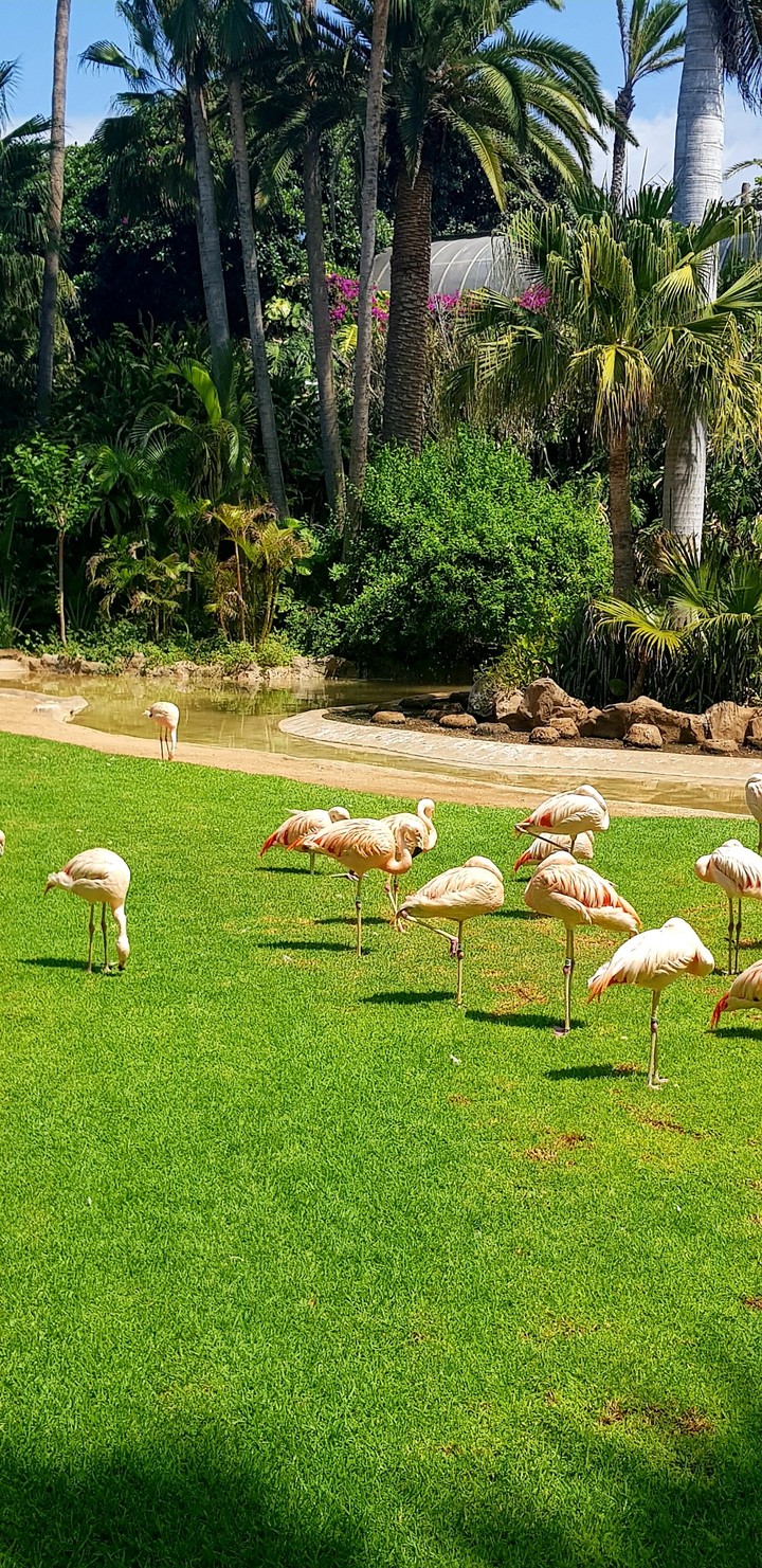 Flamingo
