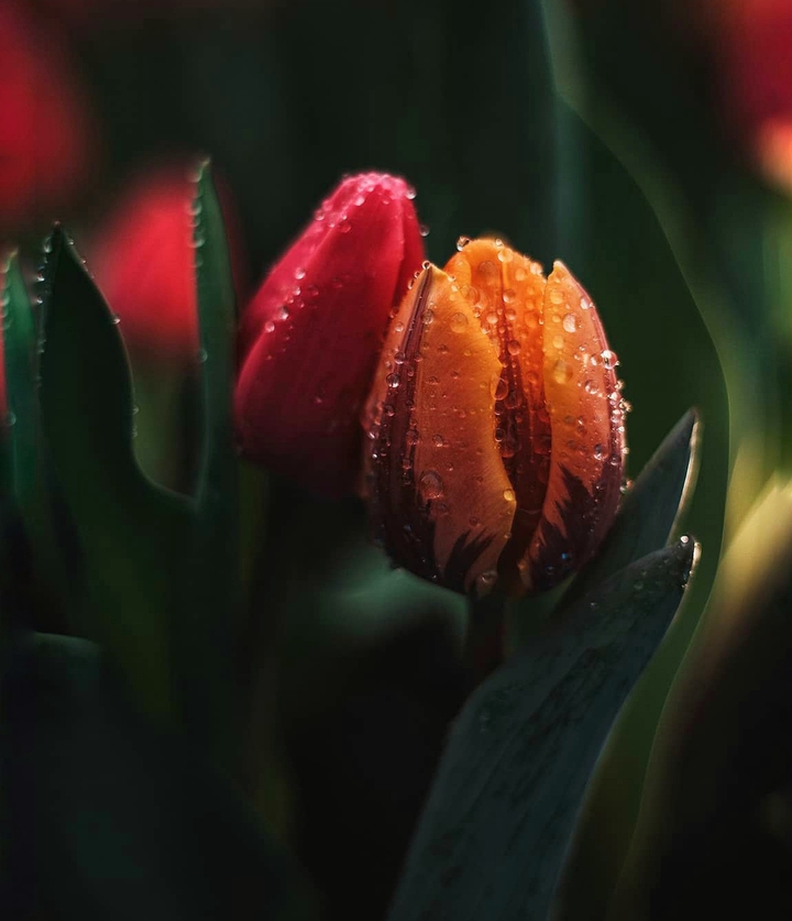 tulips