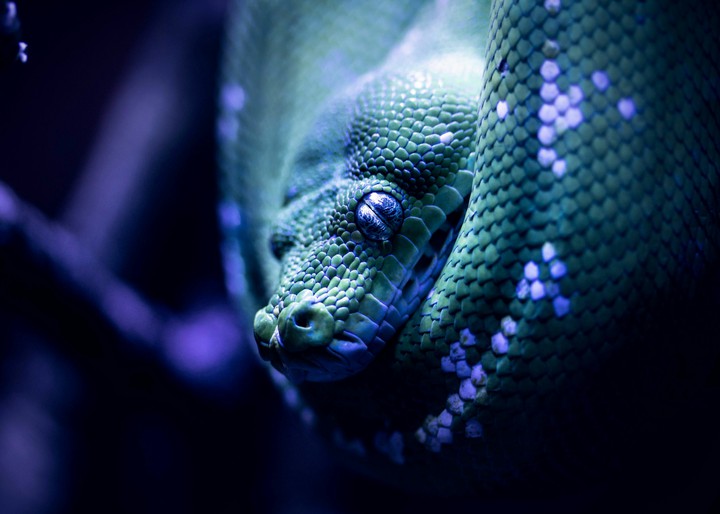 snake