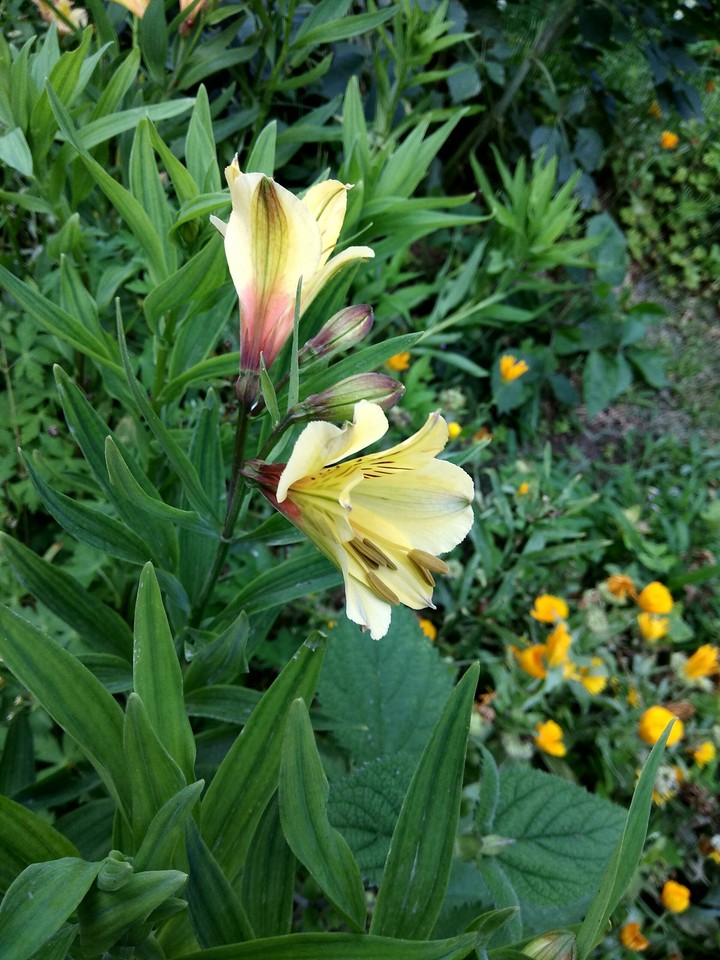 nature flower