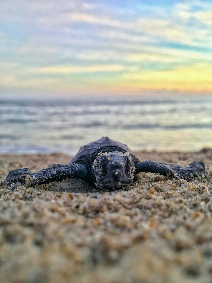 Tortoise