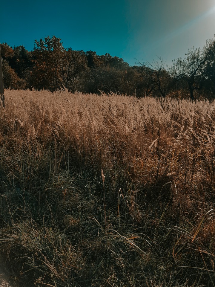 field