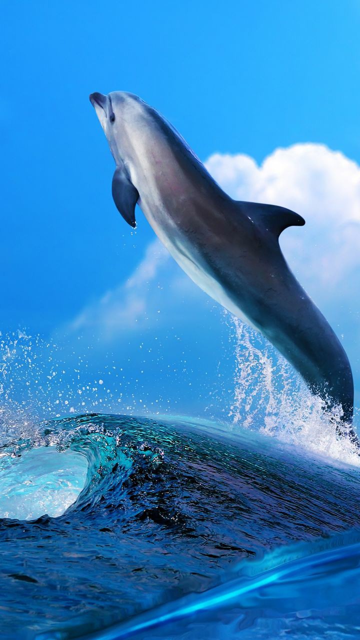 Dolphin