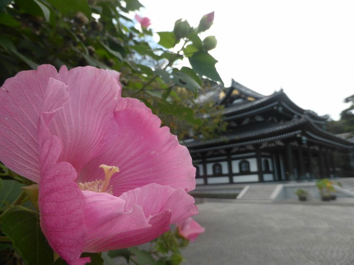 flower in a temple