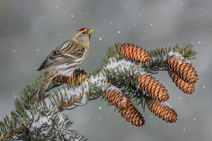 Sweet Bird..♥