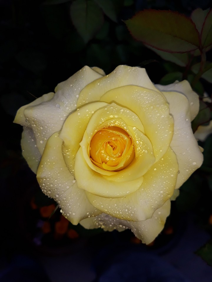 photo from my garden