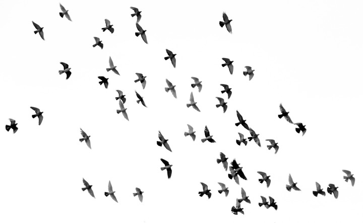 Flight