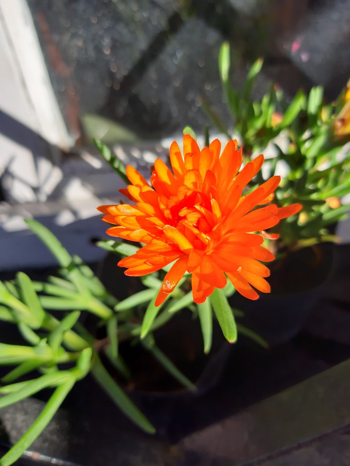 #naranja #orange #plant