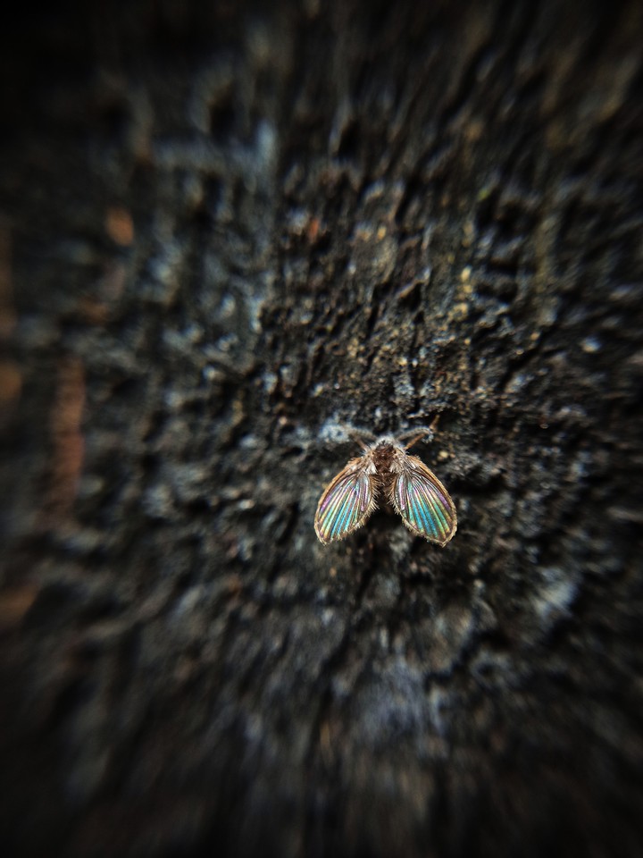 drain flies