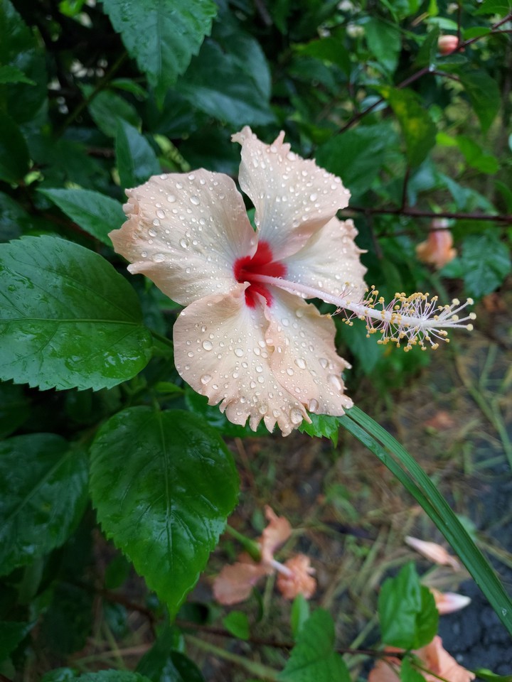 露潤朱槿
