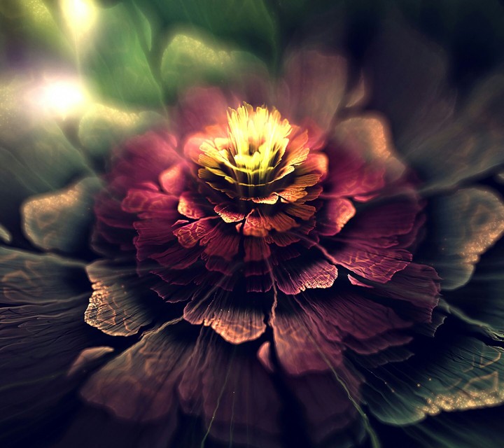 Rose