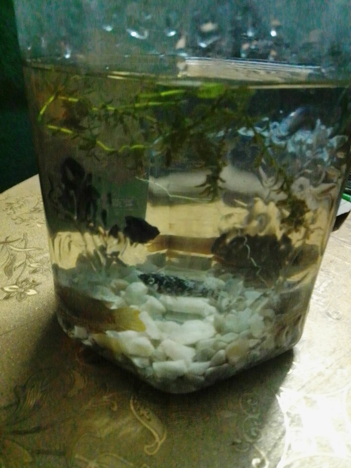 fish jar