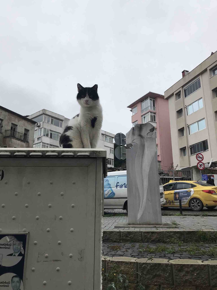 long live the cat