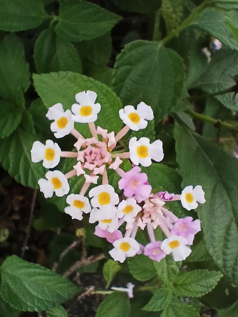 Putus Phool