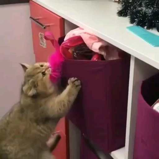 cat