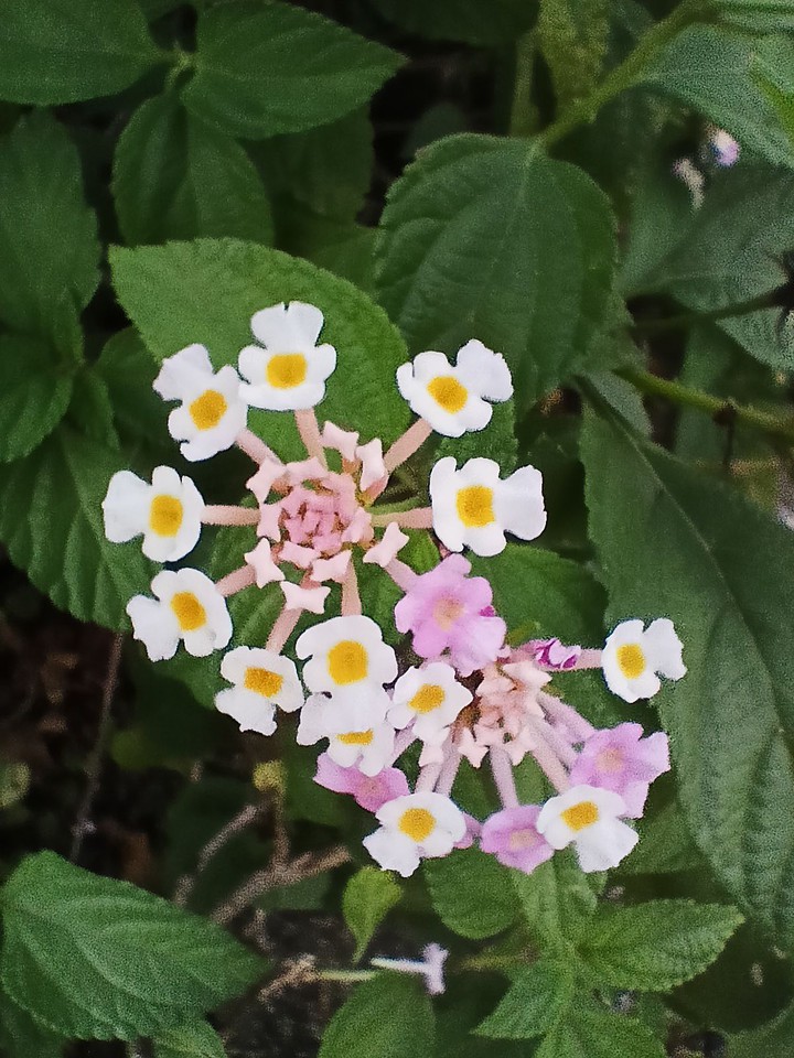 Putus Phool