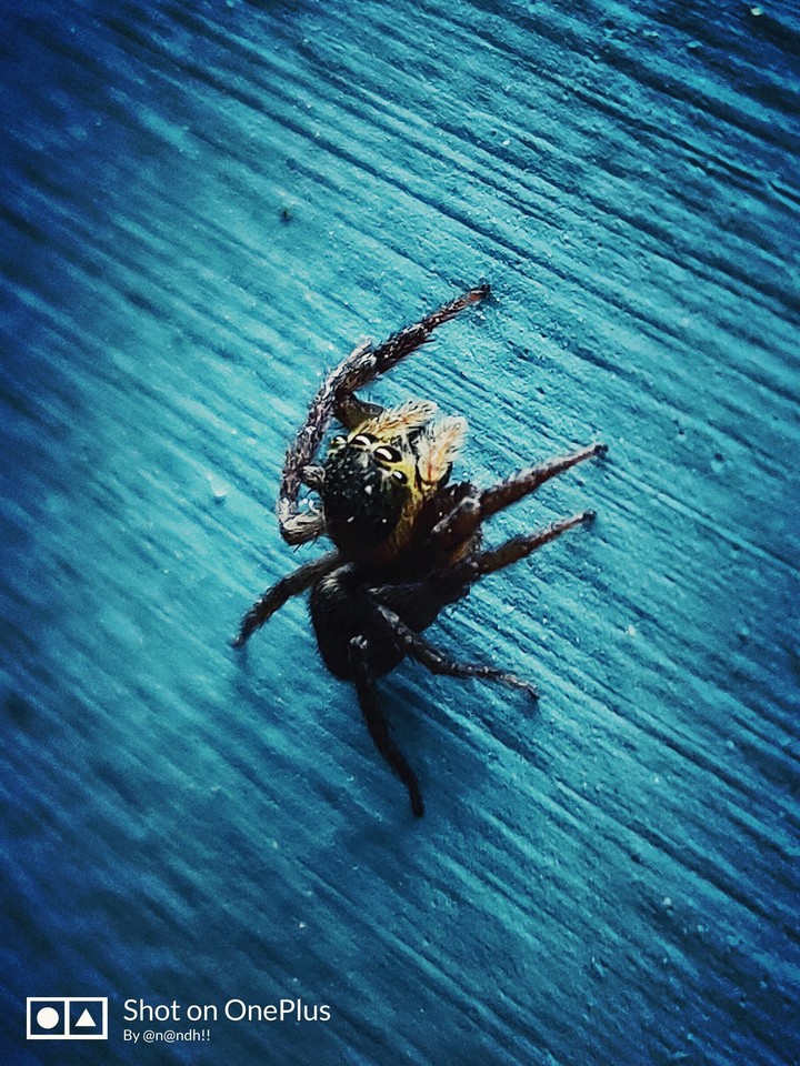 spider
