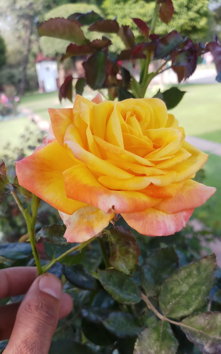 Flower