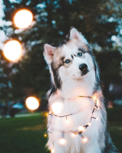 The husky from my aunt