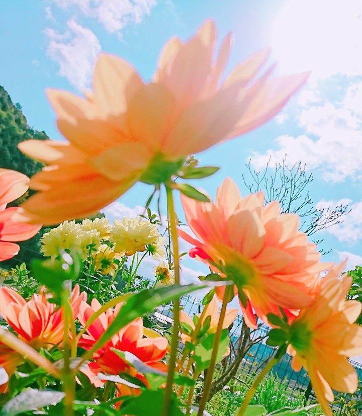 ダリア/Dahlia