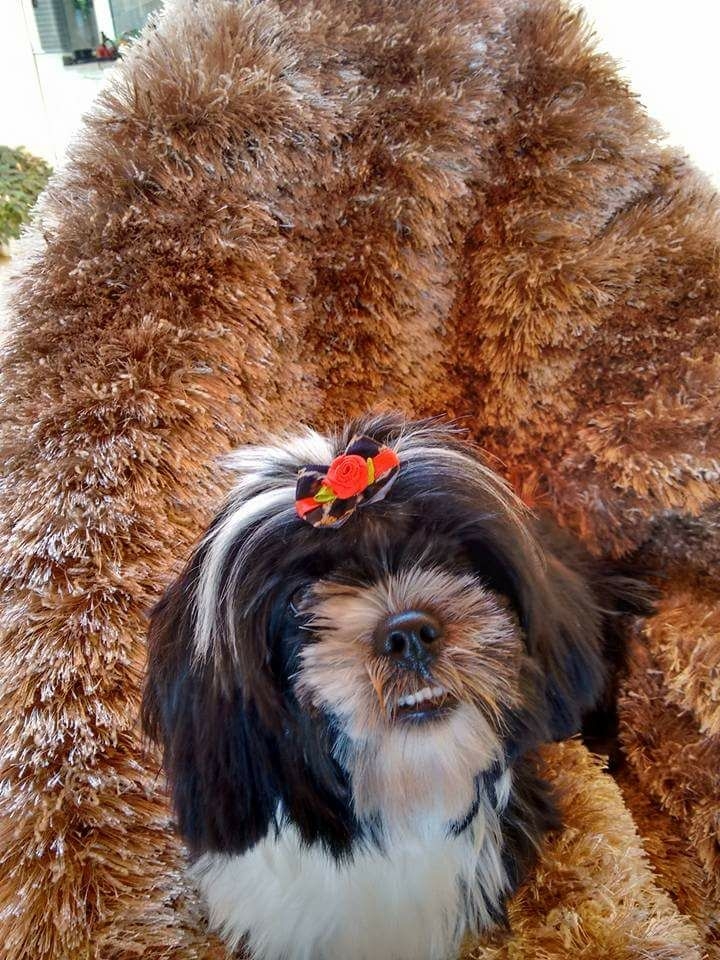 fofo shitzu
