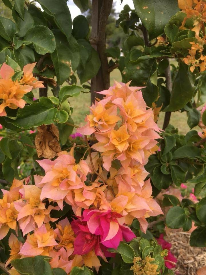 Click of Bougainvilla