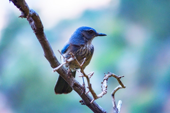beautiful bird....