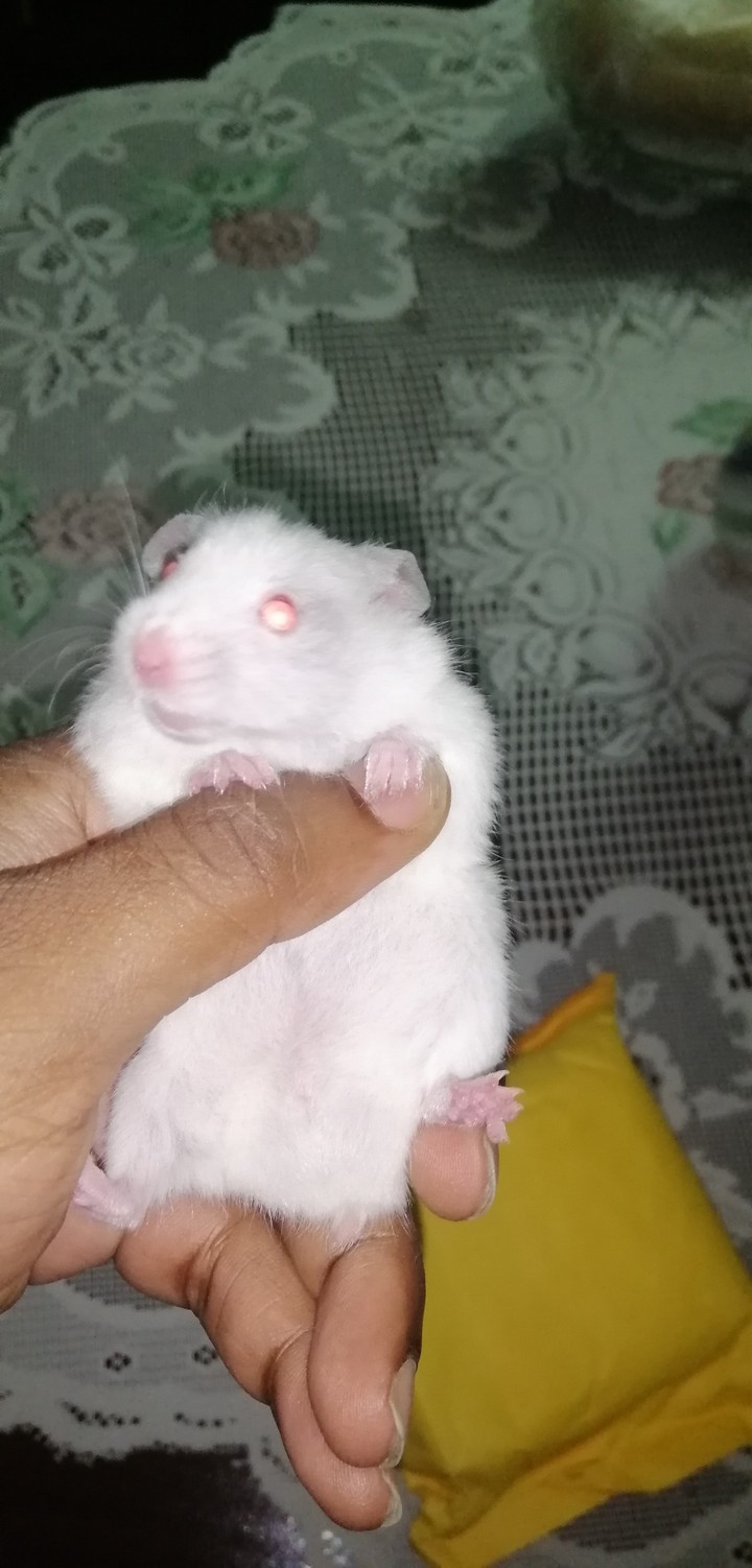 Théo