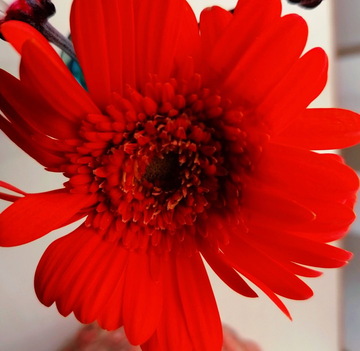 red flower