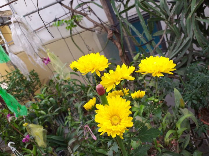 My flowers