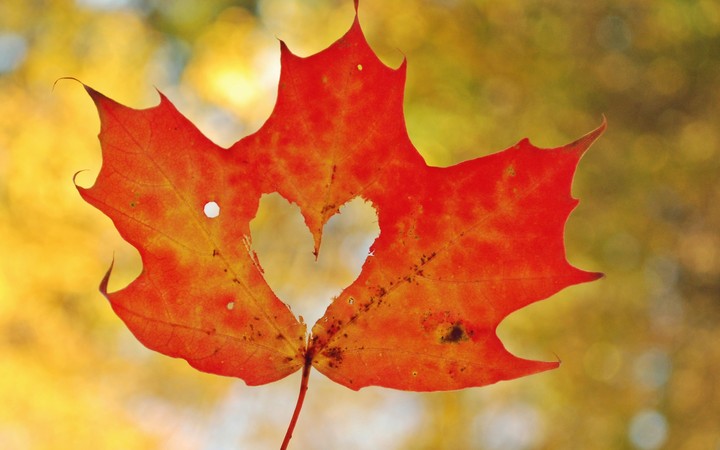 UHD leaf love