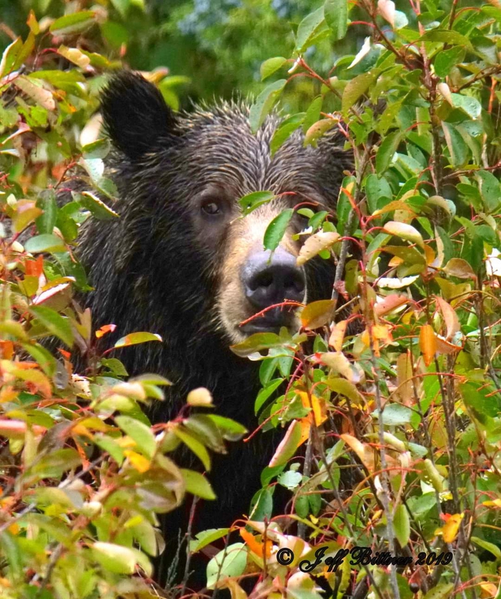 Bear in the Brushes