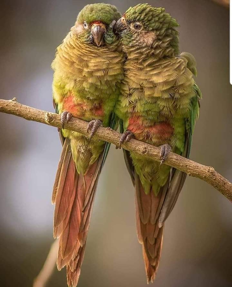 vida