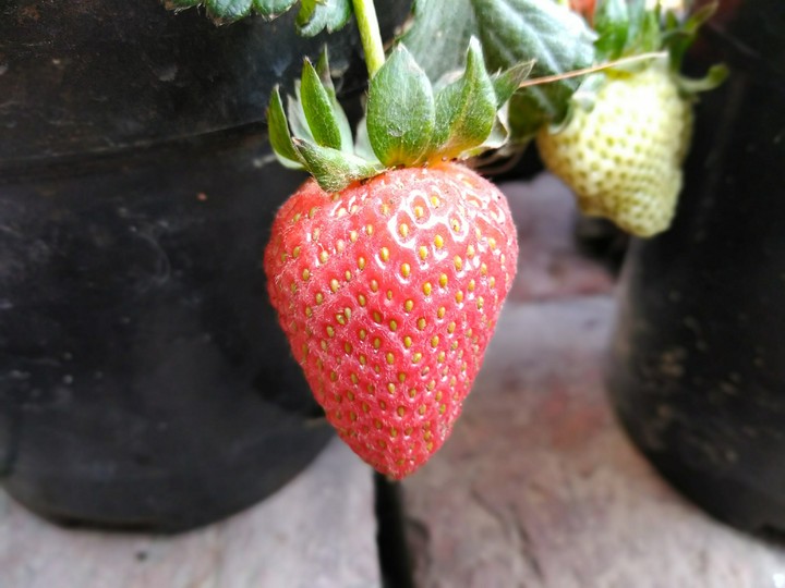 strawberry