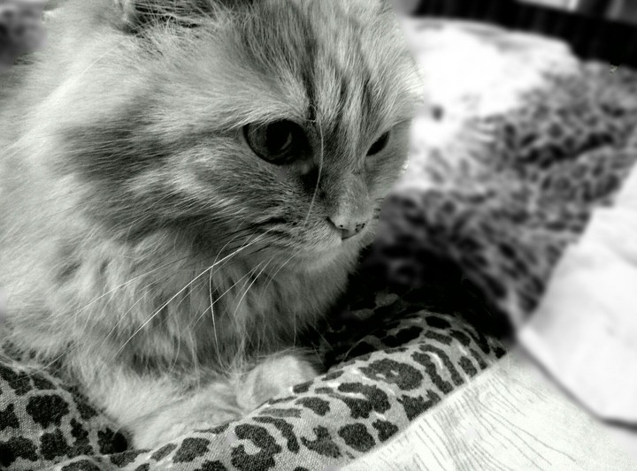 cat