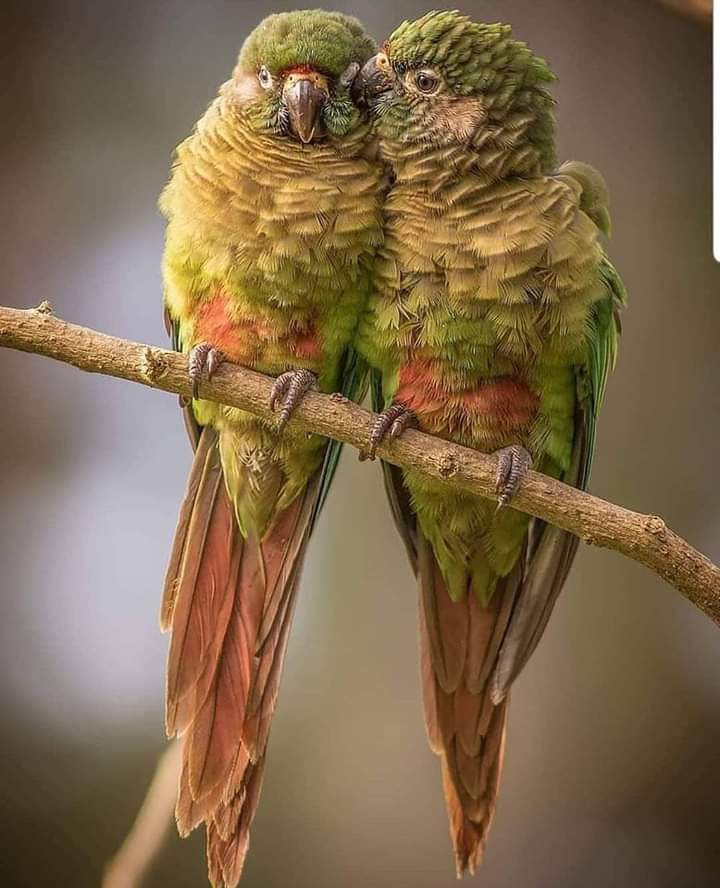 vida