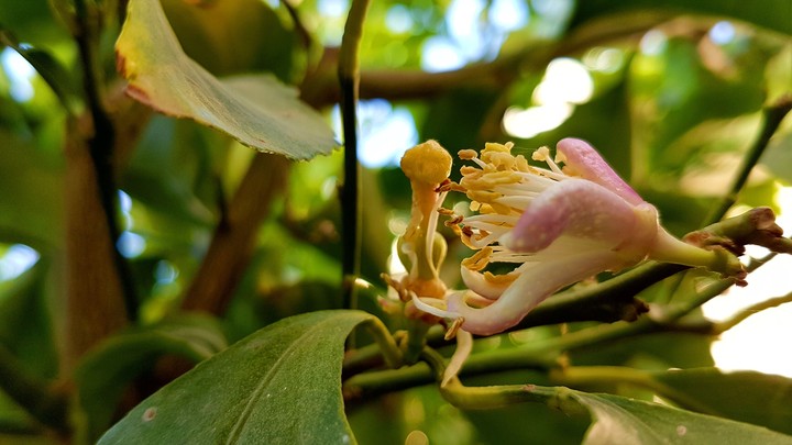 The lemon flower