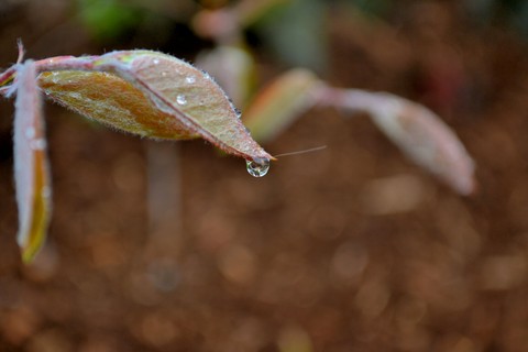 Raindrop