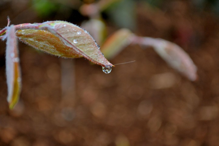 Raindrop
