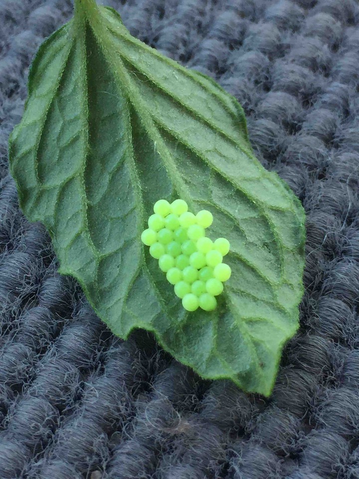 Eggs on the leaf