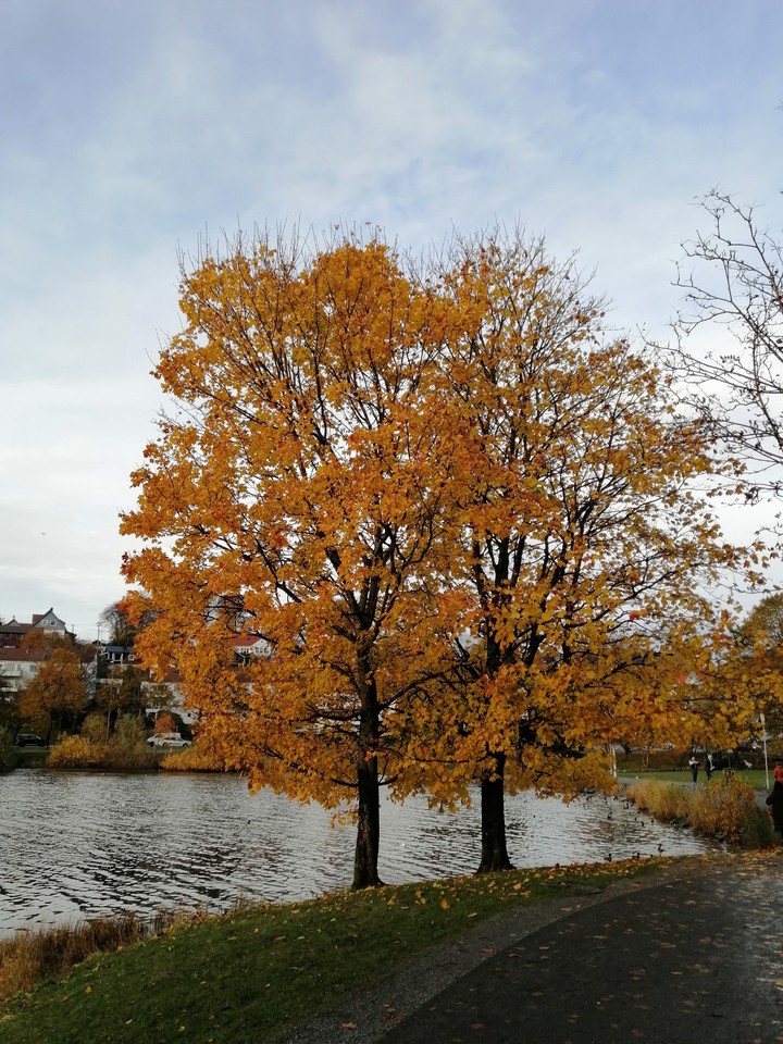 Autumn